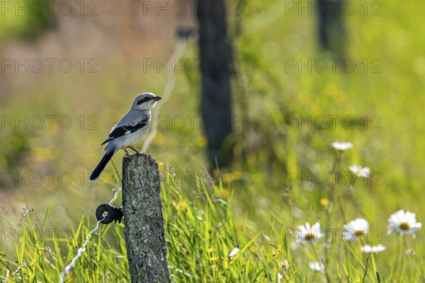 Great grey shrike (Lanius excubitor) juvenile perched on weathered wooden fence post along meadow in late spring, early summer