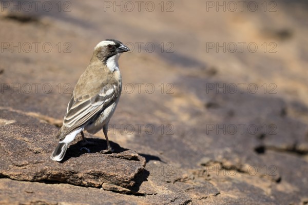 White-browed Weaver (Plocepasser mahali), adult male, on the ground, alert, Mountain Zebra National Park, Eastern Cape, South Africa