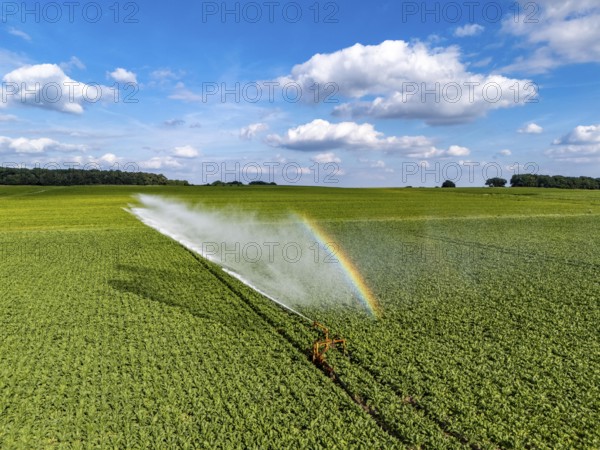 Artificial irrigation with a sprinkler system in a field where sugar beet is grown, near Rheurdt, on the Lower Rhine, Regenbogen, North Rhine-Westphalia, Germany