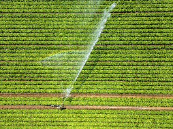 Artificial irrigation with a sprinkler system in a field where carrots are grown, near Kerken, on the Lower Rhine, North Rhine-Westphalia, Germany