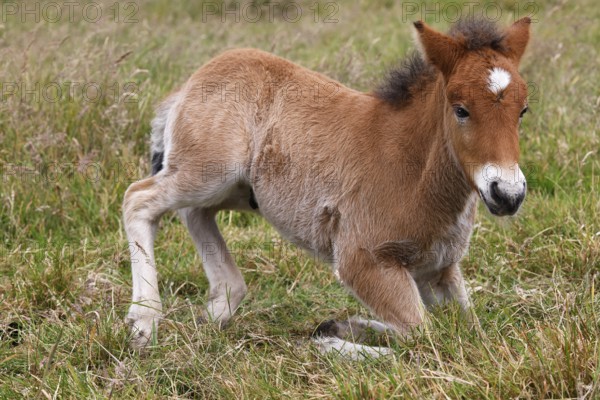 Young Icelandic stallion (Equus islandicus), foal kneeling in a meadow, colt, male, animal child, Schleswig-Holstein, Germany