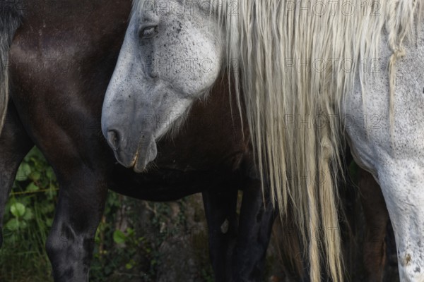 A white pair with long, golden manes are found between a large group of thick and brown pairs. Het is een zonnige dag en de dieren zijn ontspannen in het gras. Bas Rhin, Alsace, France