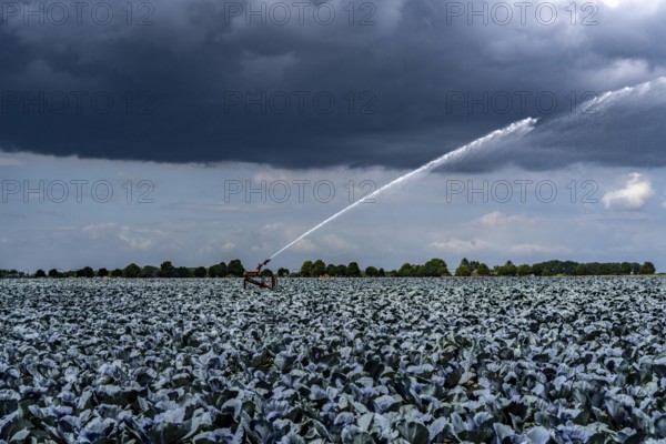 Agriculture, artificial irrigation of a field, irrigation system, cabbage cultivation, red cabbage, near Kempen on the Lower Rhine, North Rhine-Westphalia, Germany