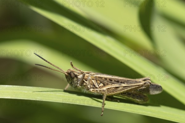 Meadow grasshopper (Chorthippus parallelus) adult insect on a blade of grass leaf, England, United Kingdom