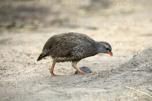 Natal Francolin (Pternistis natalensis), adult, foraging, on the ground, Kruger, Kruger National Park, South Africa