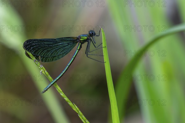 Beautiful demoiselle (Calopteryx virgo) male damselfly clinging to leaf of water plant along stream in forest in early summer