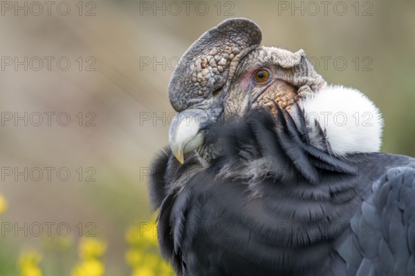 Andean condor (Vultur gryphus), Condor male perched on a rock, Portrait, Close-up, Cotopaxi national park, Cotopaxi, Napo and Pichincha provinces, Ecuador, South America