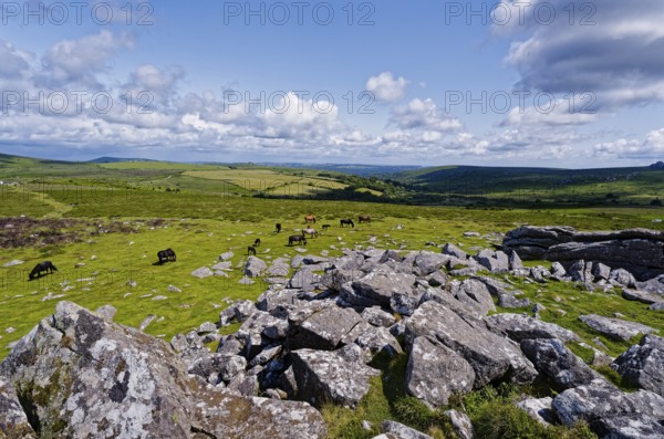 Horses in the grassland around the Top Tor rock hill in Dartmoor National Park in the British county of Devon. Widecombe-in-the-Moor, Bovey Tracey, Devon, South England, Great Britain