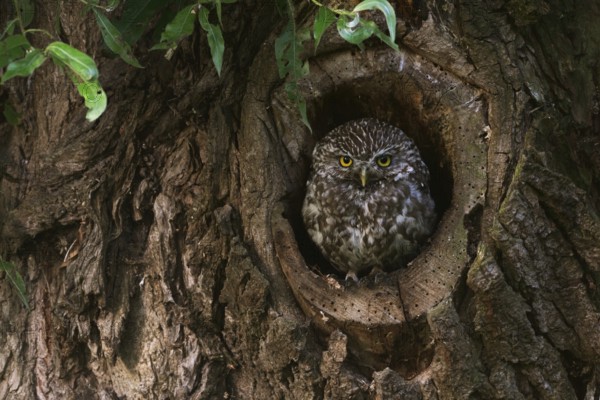 In its cave... Little owl (Athene noctua), adult bird, native, highly endangered smaller owl looks out of its natural breeding den in an old willow tree, penetrating gaze, frontal view, eye contact, native nature, Lower Rhine, North Rhine-Westphalia, Germany, Western Europe