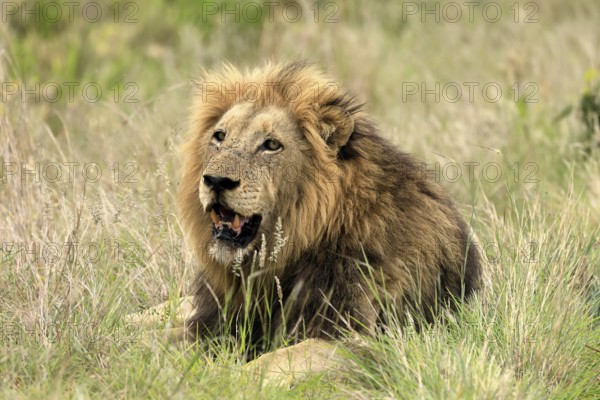 Lion (Panthera leo), male, portrait, alert, Kruger, Kruger National Park, South Africa