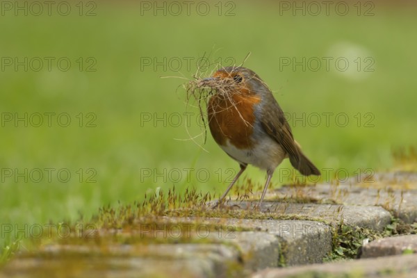 European robin (Erithacus rubecula) adult bird in an urban garden with nesting material in its beak in springtime, England, United Kingdom