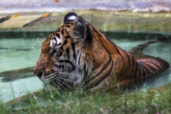 Tiger (Panthera tigris) Pattaya Thailand