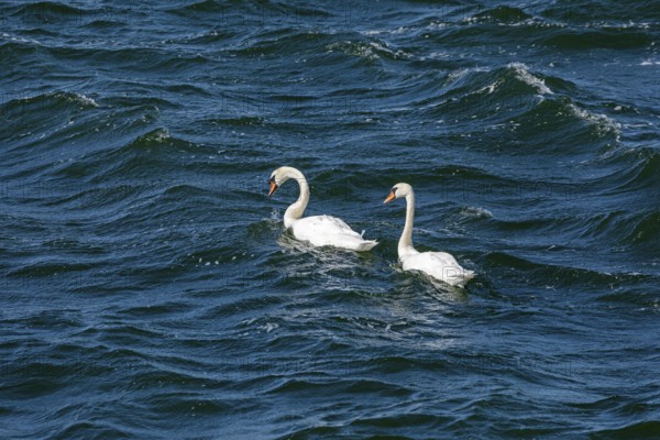 Swans, Warnow, Warnemünde, Rostock, Mecklenburg-Western Pomerania, Germany