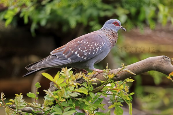 Guinea Pigeon (Columba guinea), Streak-necked Pigeon, adult, on tree, Cape Town, South Africa