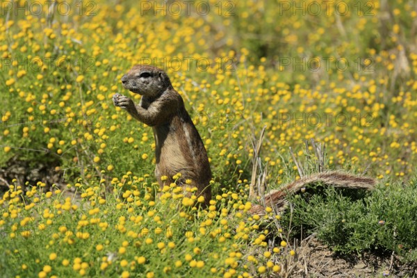Cape bristle-thighed squirrel (Xerus inauris), adult, alert, standing upright, feeding, flower meadow, Mountain Zebra National Park, Eastern Cape, South Africa