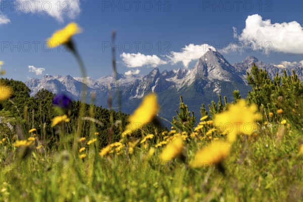 Flower meadow in front of the Watzmann, Untersberg, Berchtesgadener Alpten, Berchtesgaden, Berchtesgadener Land, Upper Bavaria, Bavaria, Germany