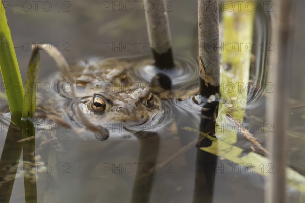 Common toad (Bufo bufo) two adults amphibian mating in a pond, England, United Kingdom