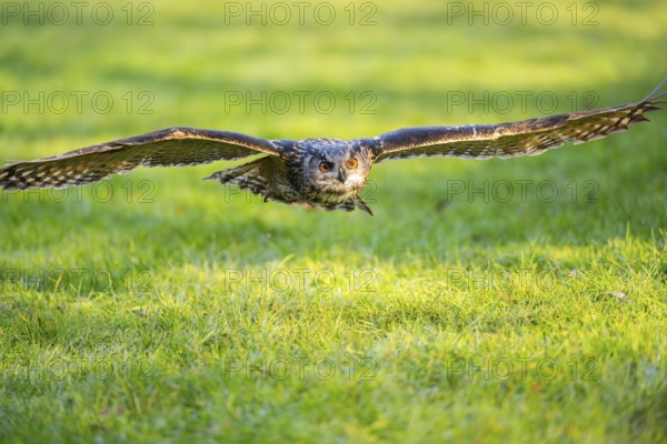 Eurasian eagle-owl (Bubo bubo) flying over a meadow, autumn, Bavaria, Germany