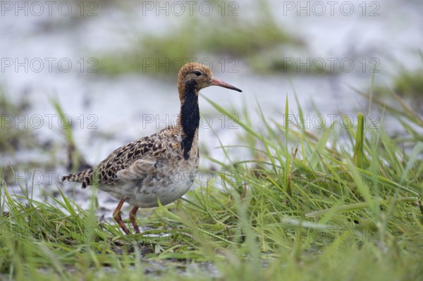 Ready to go... Ruff (Philomachus pugnax), adult male in moult into breeding plumage, breeding plumage, on migration, resting in a wet meadow, meadow limicole, wader, migratory bird, native nature, Lake Dümmer, Lower Saxony, Germany, Western Europe