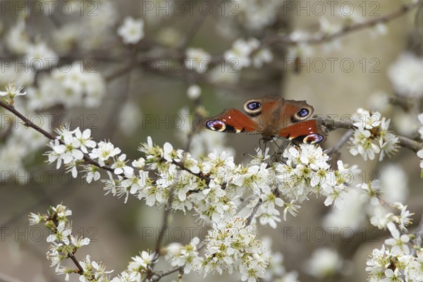Peacock butterfly (Aglais io) adult insect feeding on Blackthorn tree blossom in spring, England, United Kingdom