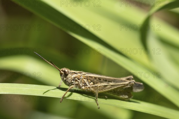 Meadow grasshopper (Chorthippus parallelus) adult insect on a blade of grass leaf, England, United Kingdom