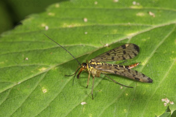 A female scorpion fly (Panorpa communis) with patterned wings on a green leaf, Baden-Württemberg, Germany