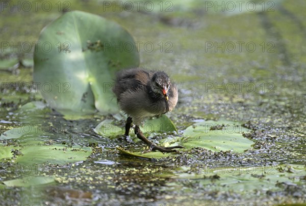 Green-footed moorhen (Gallinula chloropus), chick running over water plants, Lower Rhine, North Rhine-Westphalia, Germany