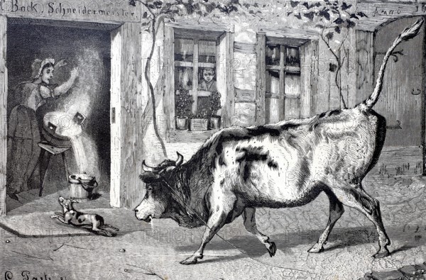 Farming, Bull has broken free and charges towards the kitchen, the farmer's wife spills the vat of milk in fright, c. 1888, Germany, Historical, digitally enhanced reproduction of a 19th century original