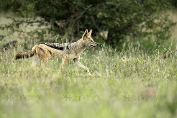 Black-backed jackal (Lupulella mesomelas), adult, alert, stalking, foraging, Kruger, Kruger National Park, South Africa