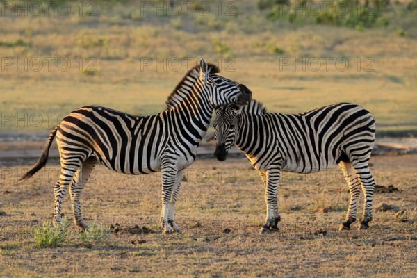 Burchell's zebra (Equus quagga burchelli), Burchell's zebra, adult, two animals, pair, social behaviour, Kruger, Kruger National Park, South Africa
