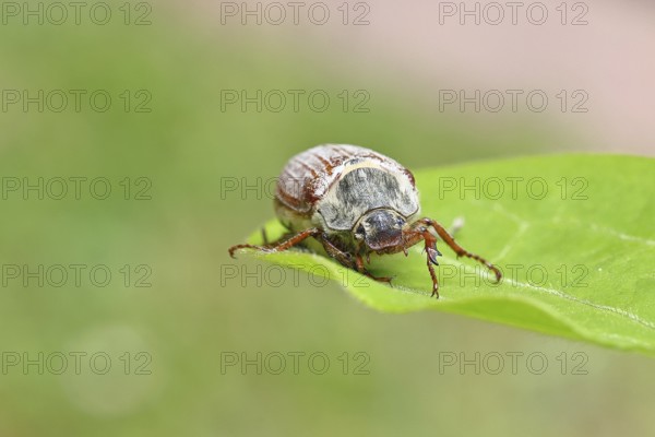 May beetle, wood cockchafer (Melolontha hippocastani), female, on a leaf, close-up, Wilnsdorf, North Rhine-Westphalia, Germany