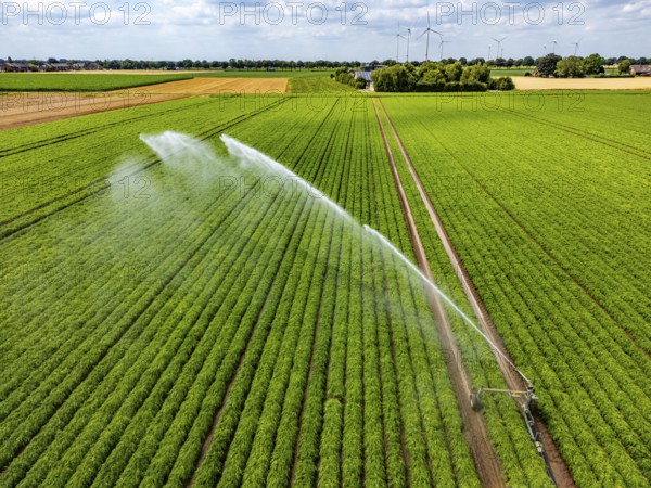 Artificial irrigation with a sprinkler system in a field where carrots are grown, near Kerken, on the Lower Rhine, North Rhine-Westphalia, Germany