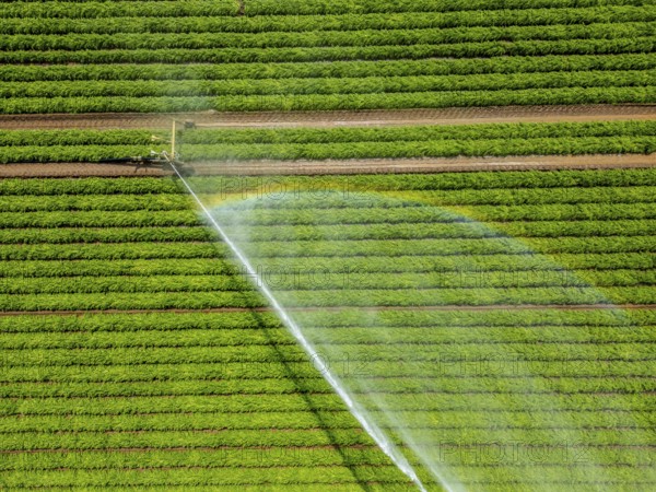 Artificial irrigation with a sprinkler system in a field where carrots are grown, near Kerken, on the Lower Rhine, North Rhine-Westphalia, Germany