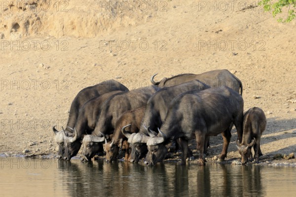 Cape buffalo (Syncerus caffer), adult, young animal, drinking, water, herd, Kruger, Kruger National Park, South Africa