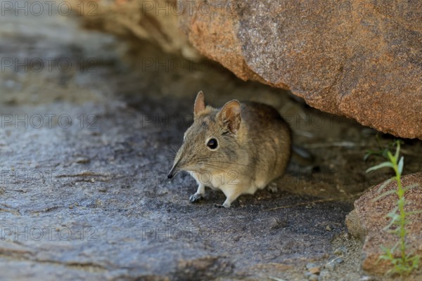 Short-eared elephant shrew (Macroscelides probosideus), adult, foraging, Mountain Zebra National Park, Eastern Cape, South Africa