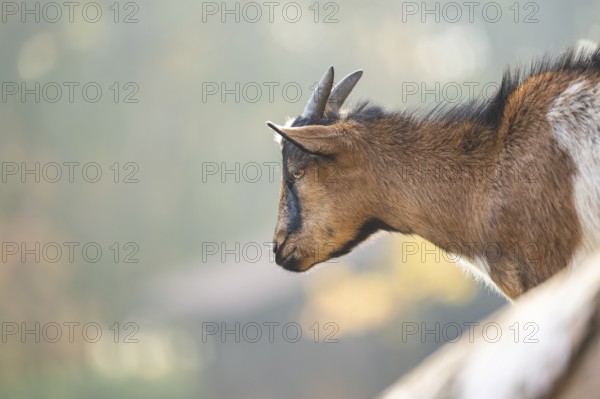 Domestic goat (Capra hircus) in autumn, portrait, Bavaria, Germany