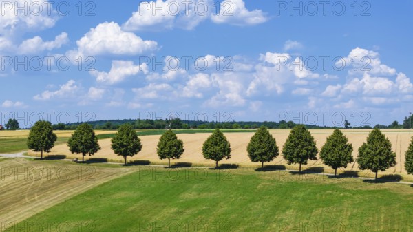 Landscape near Waldenbuch. Tree avenue with blue sky in summer. Baden-Württemberg, Germany