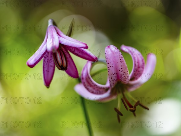Turk's cap lily (Lilium martagon), Jenner, Berchtesgaden National Park, Schönau am Königssee, Berchtesgadener Land, Upper Bavaria, Bavaria, Germany
