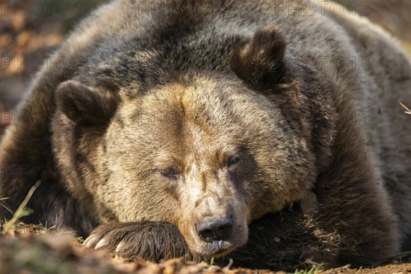 Eurasian Brown Bear (Ursus arctos arctos) lying in a forest, portrait, Bavaria, Germany