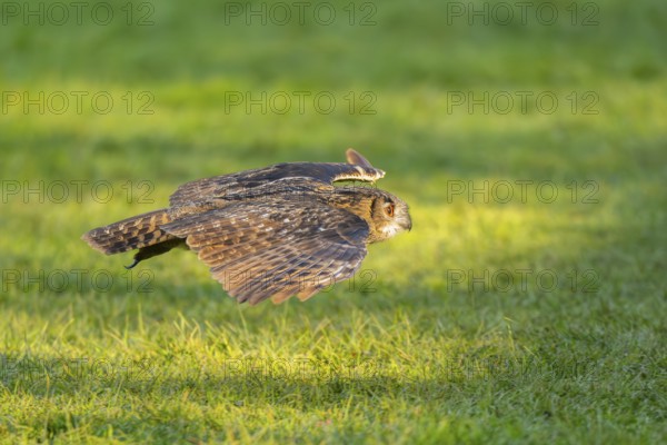 Eurasian eagle-owl (Bubo bubo) flying over a meadow, autumn, Bavaria, Germany