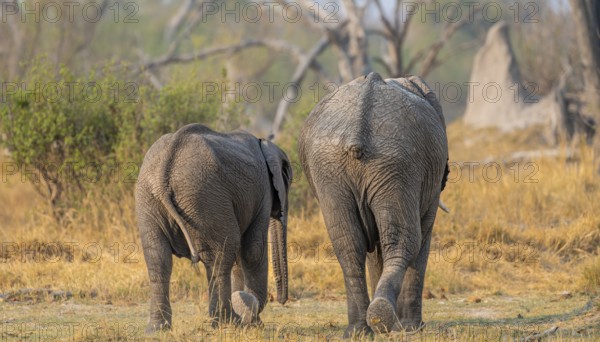 African elephant (Loxodonta africana), two young animals from behind, Okavango Delta, Moremi Game Reserve, Botswana