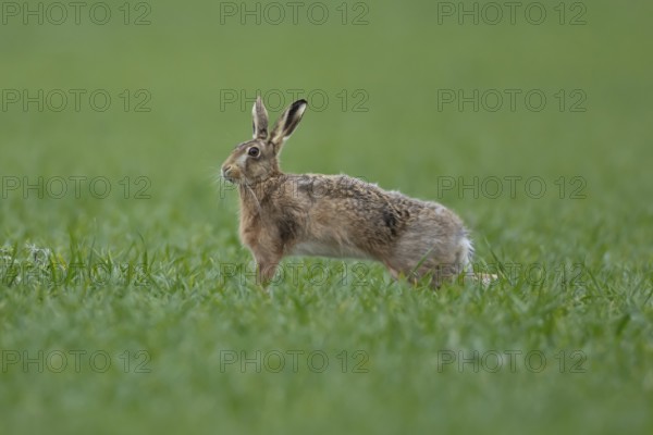 European brown hare (Lepus europaeus) adult animal stretching in a farmland cereal field in springtime, England, United Kingdom
