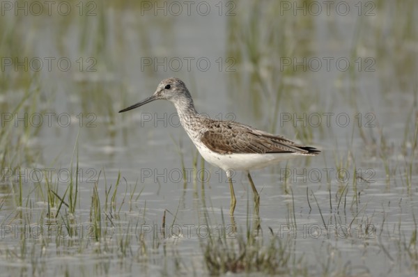 Green legs, upward curved bill... Greenshank (Tringa nebularia) in the shallows of a flooded meadow, native nature, Lake Neusiedl, Ilmitz, Lange Lacke, Burgenland, Hungary, Austria, Western Europe