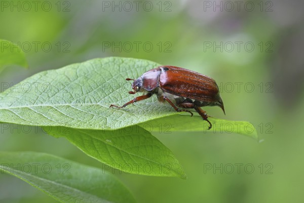 May beetle, wood cockchafer (Melolontha hippocastani), female, on leaf of a willow (Salix caprea), close-up, Wilnsdorf, North Rhine-Westphalia, Germany