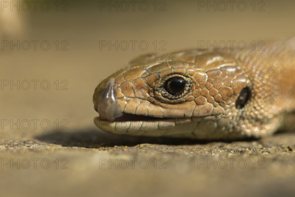 Common lizard (Zootoca vivipara) adult reptile licking its lips on a wooden sleeper, England, United Kingdom