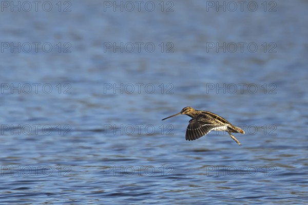 Common snipe (Gallinago gallinago) adult bird in flight over a lake, England, United Kingdom
