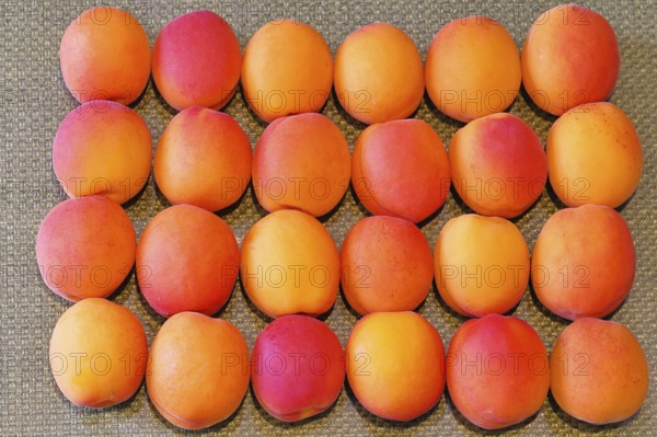 Fresh apricots (Prunus armeniaca) for sale at a fruit and vegetable market, Frauenkirchen, Burgenland, Austria