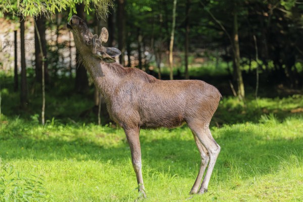 An aggressive bull moose (Alces alces) calms down by nibbling on the needles of a spruce tree