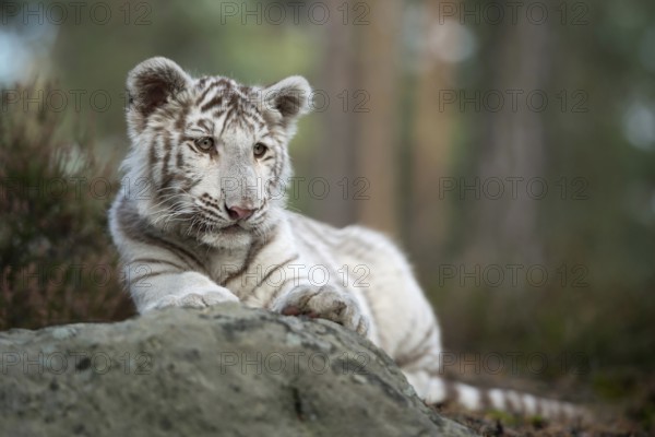 Resting... Royal Bengal tiger (Panthera tigris), young white Indian tiger in a natural environment, has lain down on a rock in the forest, observes the action attentively from there