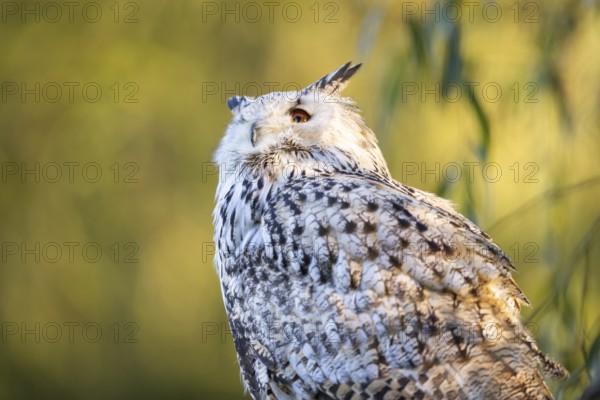 Siberian eagle-owl (Bubo bubo sibiricus) portrait, autumn, Bavaria, Germany